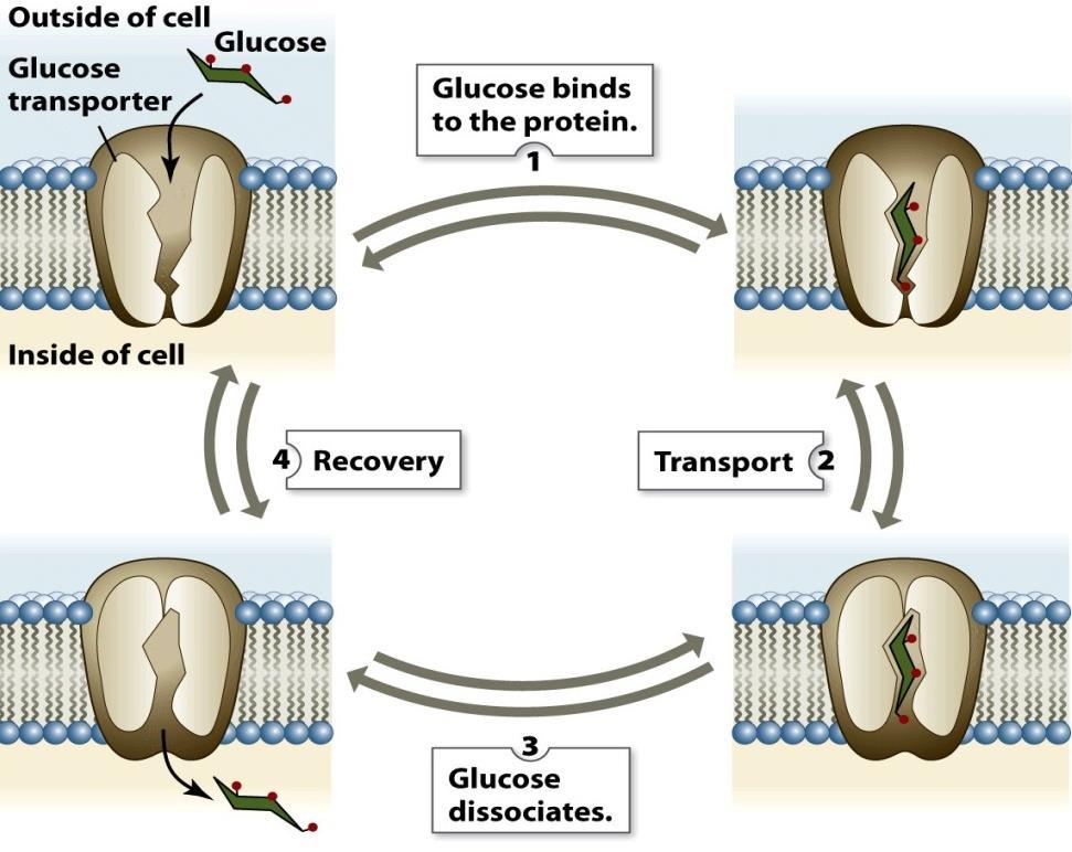 (3) Transporters Glucose Transporters (eg GLUT1) Extracellular Cytoplasmic GLUT1 with glucose in transit Allosteric Model for GLUT1 transport - Given that glucose is a vital source of energy (via