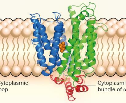 12-transmembrane -helical protein that forms an allosterically-gated tunnel (or a turnstile) it is not constitutively open but rather switches between two conformations - Binding of glucose to GLUT1