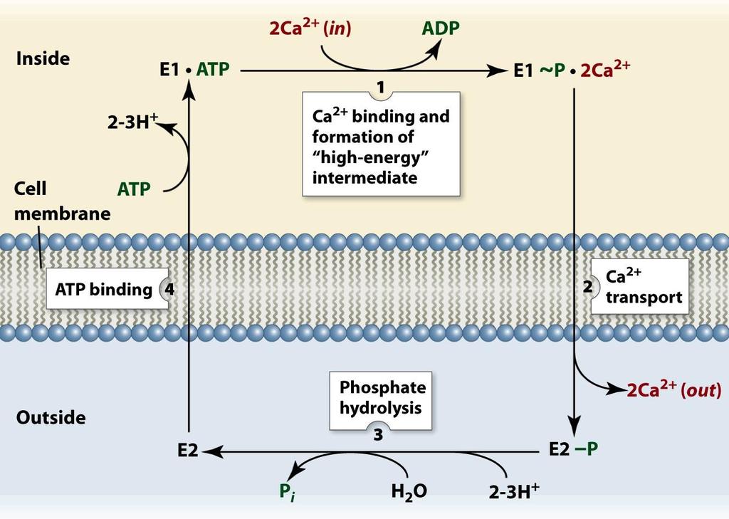 (1) Primary Pumps Ca 2+ Antiporter (Mechanism) Cytoplasmic Extracellular Ca 2+ antiporter switches between two conformations per transport cycle: (a) an