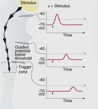 Graded Potentials Above Threshold Voltage Trigger Action Potentials Graded potentials travel through the neuron until they reach the trigger zone.