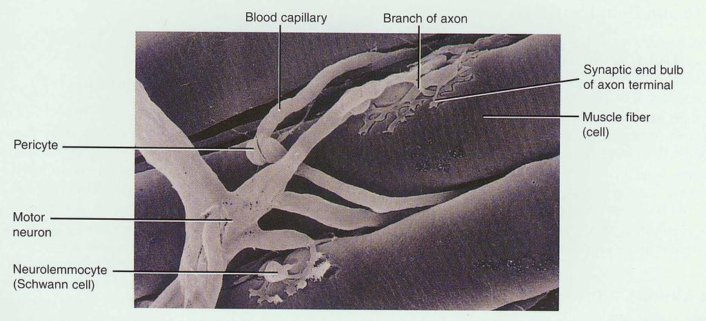 Neuromuscular Junction (NMJ) NMJ end of axon nears the surface of a muscle fiber at