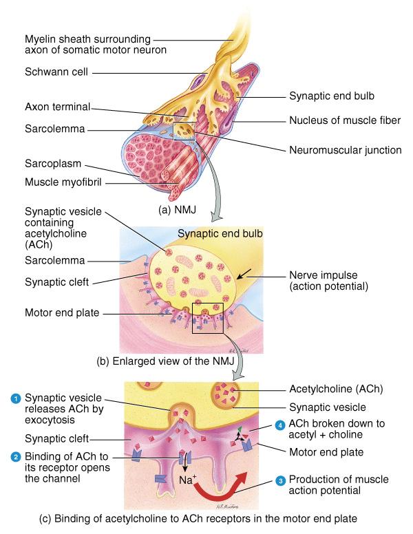 Structures of NMJ Region Synaptic end bulbs are swellings of axon terminals End bulbs contain synaptic