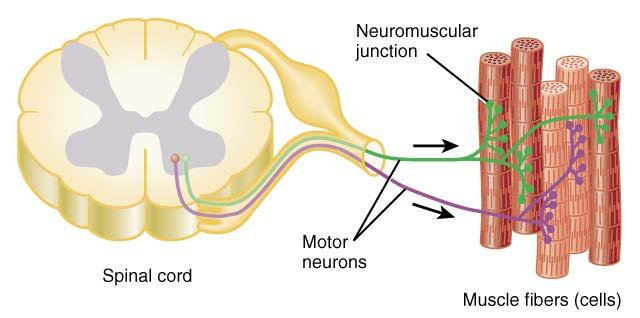 The Motor Unit Motor unit: one somatic motor neuron & all the skeletal muscle cells (fibers) it stimulates One nerve cell supplies on average 150