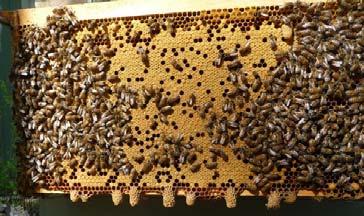 Getting Ready to Swarm Broodnest Many queen cups Eggs in cups Capped cells Time until Swarming go time, swarming in weeks will swarm in 8-10 days any moment While In Flight Worker and queen