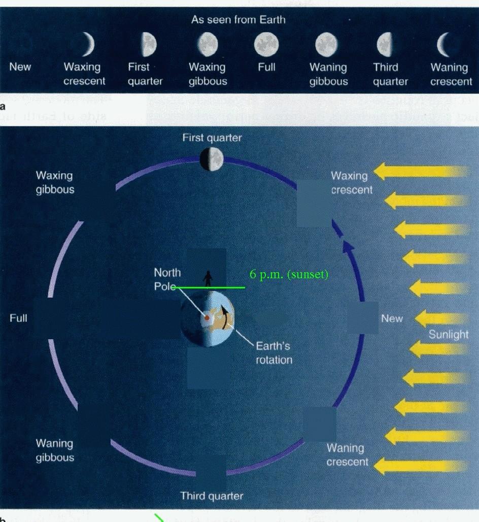 Lunar Phases Keep in mind: Earth rotates counterclockwise looking down on the North Pole Moon revolves counterclockwise. First quarter Moon is ahead of the Sun along the Ecliptic.