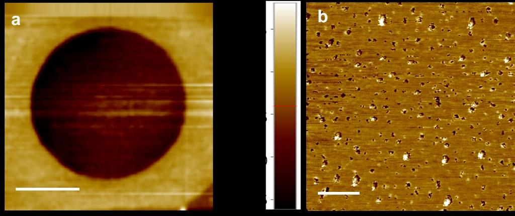 Supplementary Figure 3 Defect generation in bi-layer graphene. (a) non-contact mode AFM image of the suspended bilayer graphene exposed by oxygen plasma for 80 s.