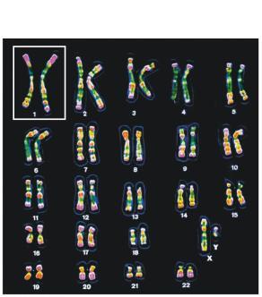 Figure 13.3 Research method: preparig a karyotype 5 µm Sets of Chromosomes i Huma Cells, cot.