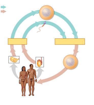 Behavior of Chromosome Sets i the Huma Life Cycle Fertilizatio is the uio of gametes (the sperm ad the egg) The fertilized egg is called a zygote ad has oe set of from each paret The zygote produces