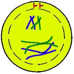 Prophase I During Prophase I, the chromosomes condense to