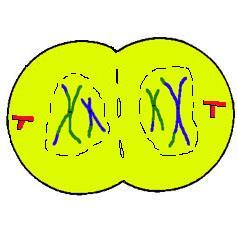 Telophase I Nuclei reform,