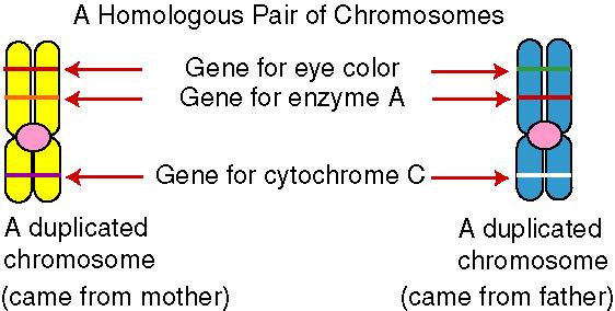 Homologous Chromosomes Most cells in a human (and in most eukaryotic organisms) contain two copies of each chromosome.