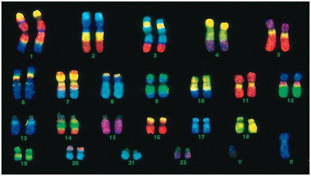Humans have 23 pairs of chromosomes, for a total of 46 chromosomes in each somatic (body) cell.