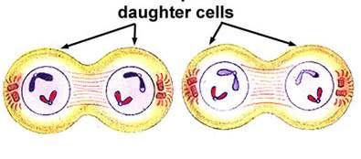 2 nuclei come back Cells split in