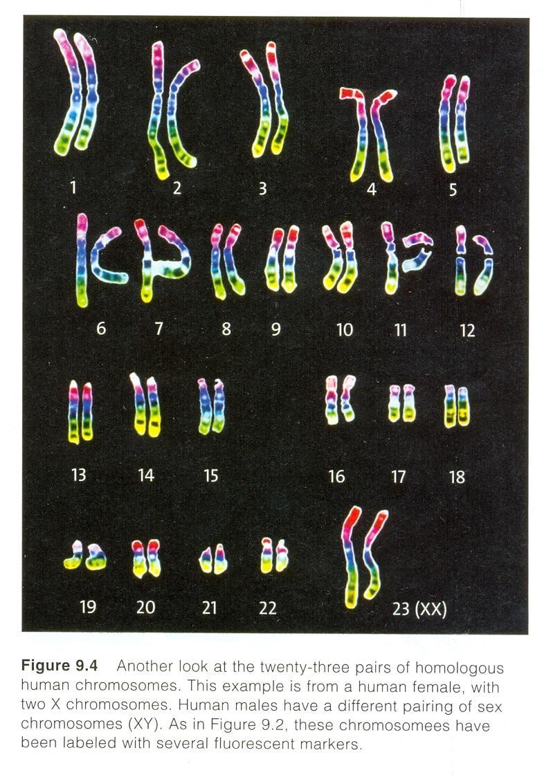 HOMOLOGOUS CHROMOSOMES Body cells of humans have 23+23 homologous chromosomes (Figure 9.4). So do the germ cells that give rise to human gametes.
