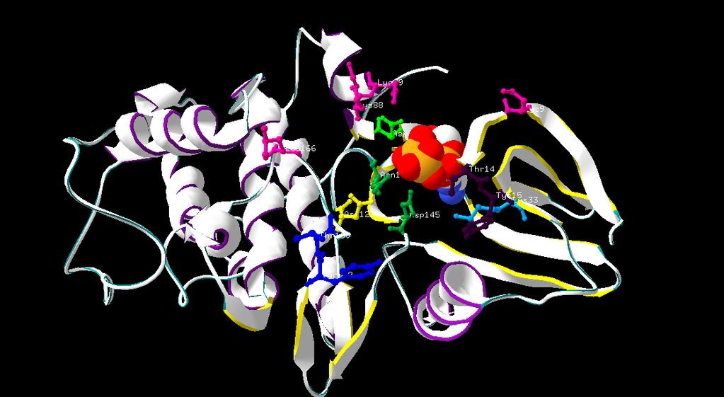 CDK2 in Complex with ATP and Cyclin A2 (cyclin not shown) Light Green ATP binding Dark Green ATP/Mg binding