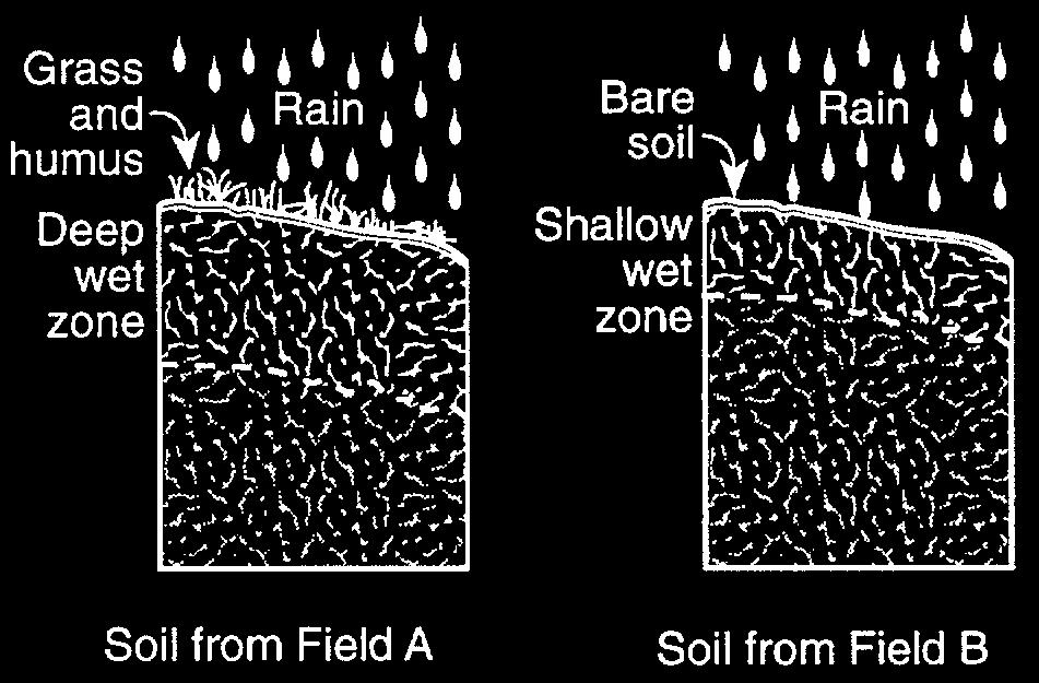 12. Base your answer to the following question on the diagrams below, which show two soil cross sections from