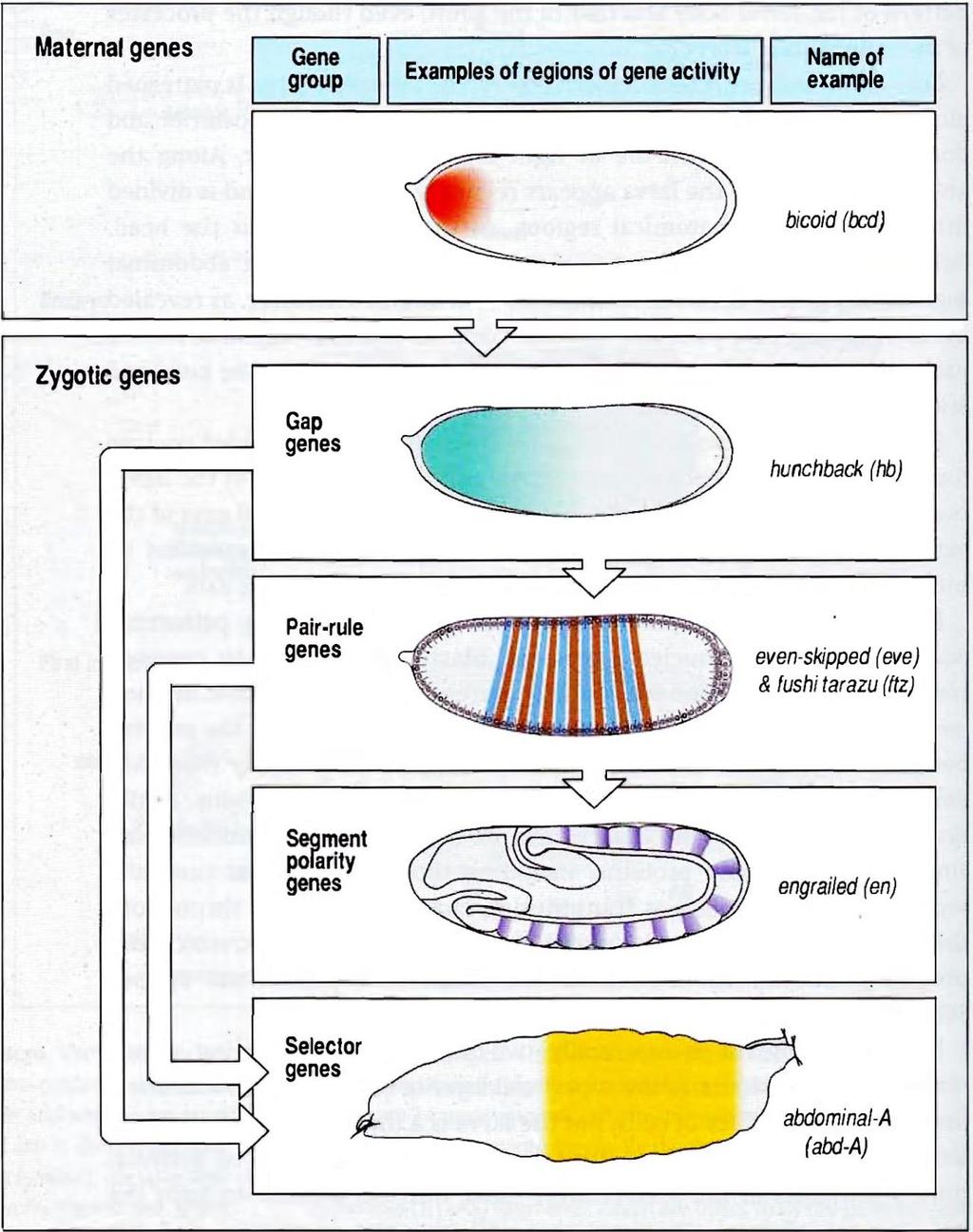 Products of the maternal genes regulate the regional expression of the gap genes Gap genes control the localized expression of the pair-rule genes Pair rule genes activate specific segment polarity