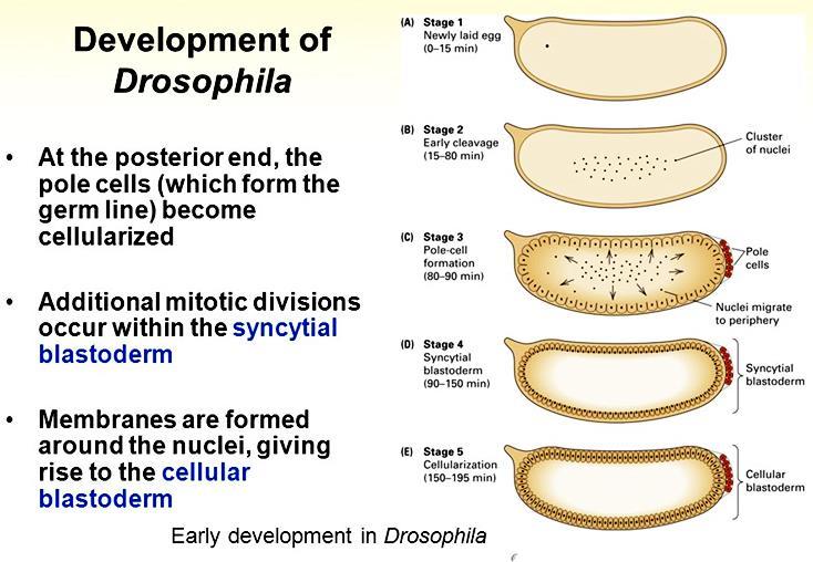 Drosophila is the best understood of all developmental systems, especially at the genetic level, and although it
