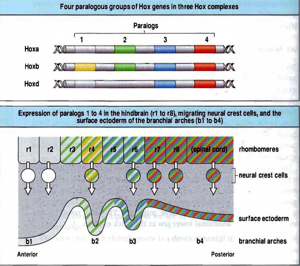 Hox gene expression provides a possible molecular basis for the positional identity of both the rhombomeres and the neural crest.