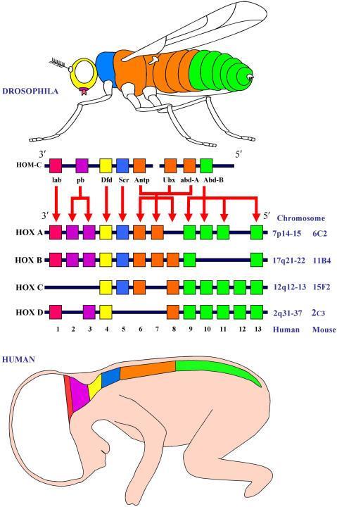 The four Hox gene clusters found in mammals are conserved from the Drosophila Hom-C complex in terms of nucleotide sequence and colinear expression.