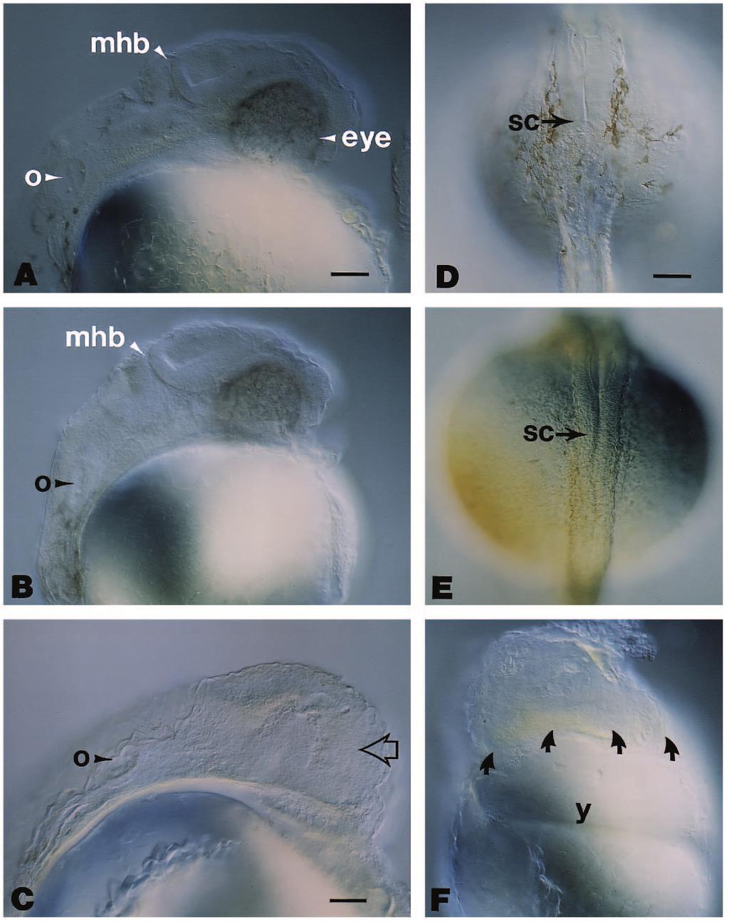 wnt8 and wnt8b expression in zebrafish embryos 1793 wnt8 or wnt8b would affect early zebrafish development.