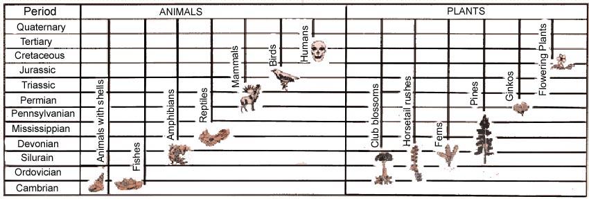 The three concepts are summarized in the Law of Fossil Succession: The kinds of animals and plants found as fossils change through time If we begin at the present and examine older and older layers