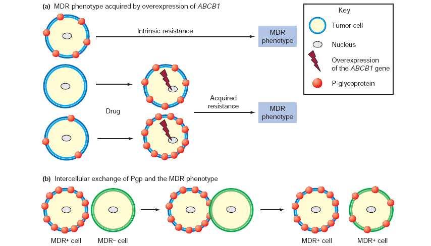 The pathways to multidrug resistance (MDR) Ambudkar