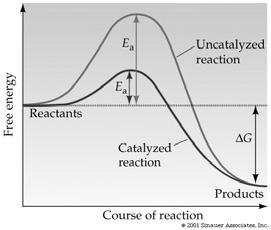 Proteins Act As Catalysts Properties of Enzymes Catalyst - speeds up attainment of reaction equilibrium Enzymatic reactions -10 3 to 10 17 faster than the corresponding uncatalyzed reactions