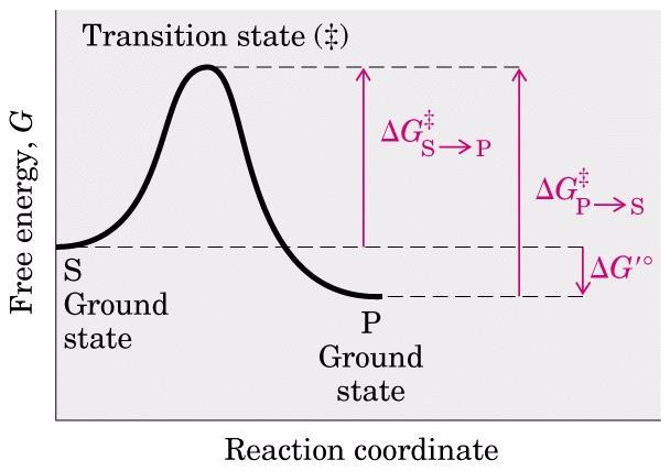 Reaction Kinetics The chemical reaction S P can now be written considering the role of the transition state (TS ): S TS P DG rxn In the TS covalent bonds are being formed and/or broken unstable The