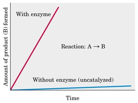 Enzymes: The Catalysts of Biological Systems 1.Enzymes (E) are proteins capable of catalyzing chemical reactions, and speeding up the rates of biochemical reactions. 2.