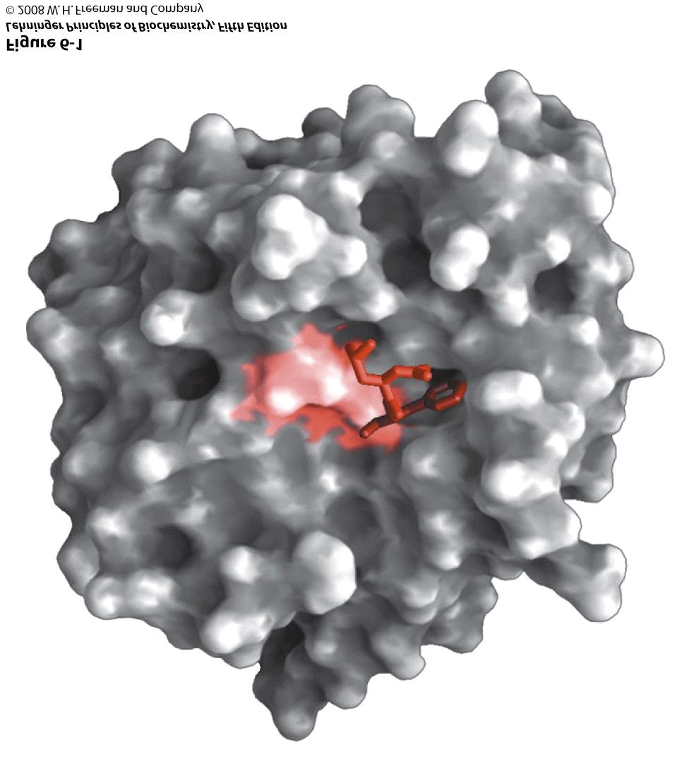 Binding of a substrate to an enzyme at the active site The enzyme chymotrypsin, with bound