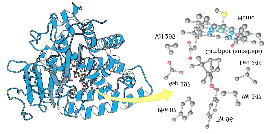 Evidence for the Existence of an Enzyme Substrate Complex (II) X-ray crystallography