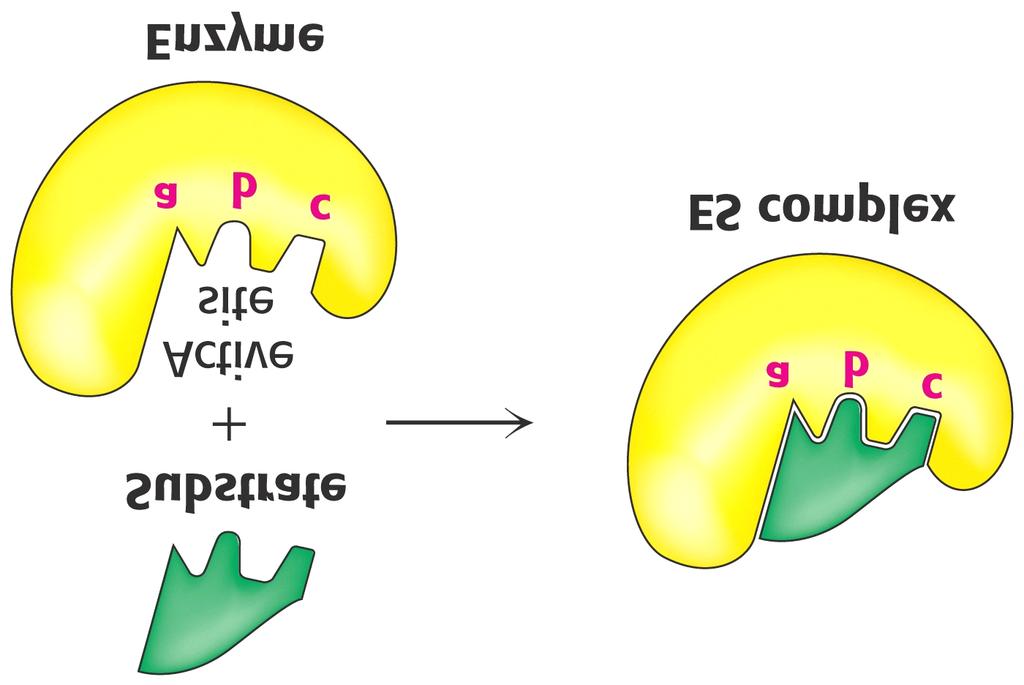 Lock-and-key model of enzyme-substrate binding In this model, the