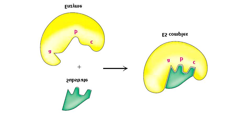 Induced-Fit model of enzyme-substrate binding In this model, the enzyme changes shape on substrate