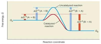 Catalytic Reactions Six Major Classes of Enzymes A B Oxidoreductases: oxidation-reduction reactions Transferases: transfer of functional groups Hydrolases: cleavage of bonds by hydrolysis Lyases: