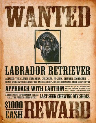 Wanted Elements Project Physical Science Project Wanted Elements Name: Date: Period: Your assigned Element: DUE DATE: DIRECTIONS: Create a wanted poster for your assigned element.