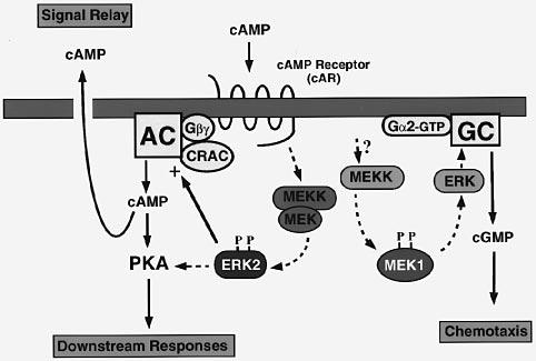 Dictyostelium MAP kinase kinase cyclase activity and a downstream cgmp-binding protein (Kuwayama et al., 1993, 1995).
