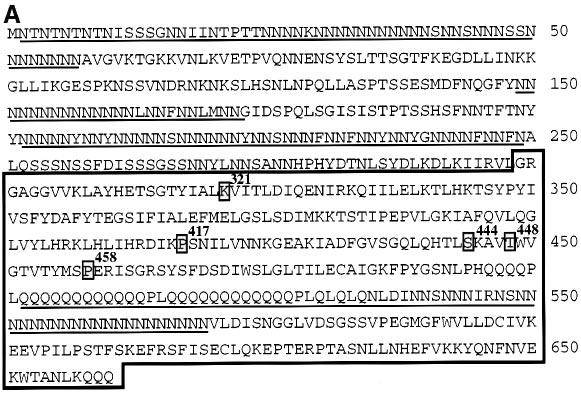Dictyostelium MAP kinase kinase Fig. 1. Sequence of DdMEK1. (A) The amino acid sequence of DdMEK1 is shown. The boxed region depicts the kinase core.