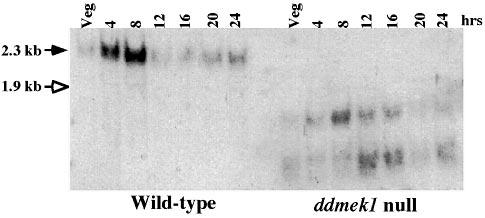 H.Ma et al. Fig. 2. Developmental kinetics of expression of DdMEK1 in wild-type and ddmek1 null cells.