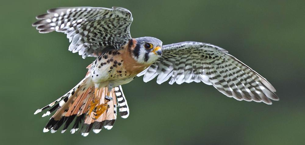Chapter 2 Kinematics 33 2 KINEMATICS Figure 2.1 The motion of an American kestrel through the air can be described by the bird's displacement, speed, velocity, and acceleration.