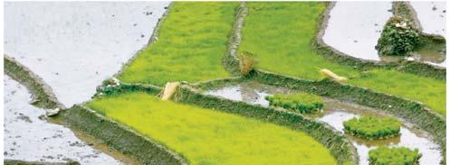 Rice paddy field Sea