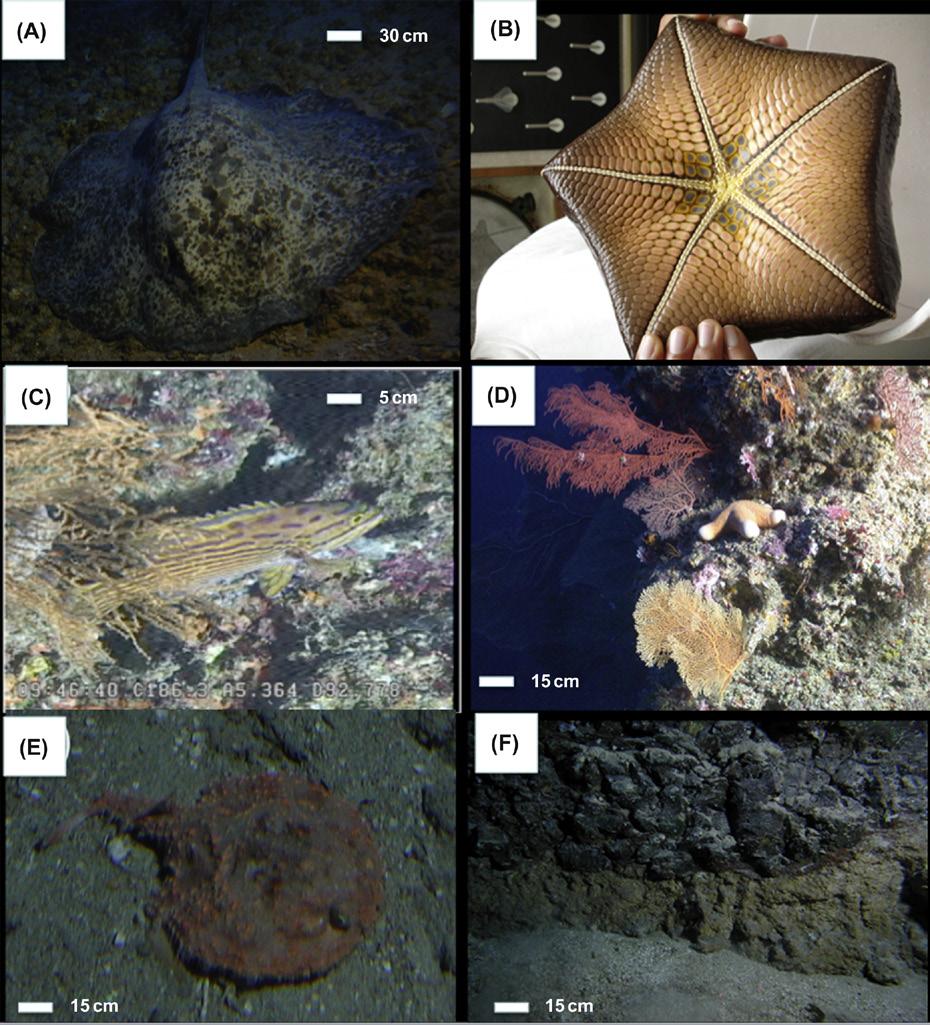 802 Seafloor Geomorphology as Benthic Habitat f0050 Figure 58.