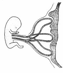 12 5 Diagram 5 shows prenatal development of a human embryo. Rajah 5 menunjukkan perkembangan pranatal bagi embrio manusia.