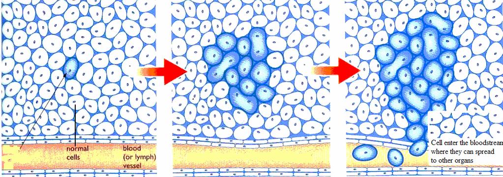 16 (c) Diagram 7.1 shows a group of cells that is exposed to ultraviolet ray. Rajah 7.1 menunjukkan sekumpulan sel yang terdedah kepada sinar ultraviolet.