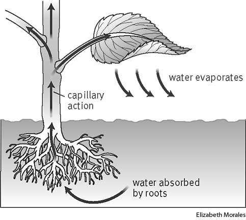 17 8. Diagram 8.1 shows the movement of water from root to the leaves and out to the atmosphere. Rajah 8.1 menunjukkan pergerakan air dari akar ke daun dan terbebas ke atmosfera.