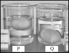 4 (e) Photograph 1 shows two fresh raw eggs with their shells removed with acid which have been soaked for one hour into solution P and Q respectively.