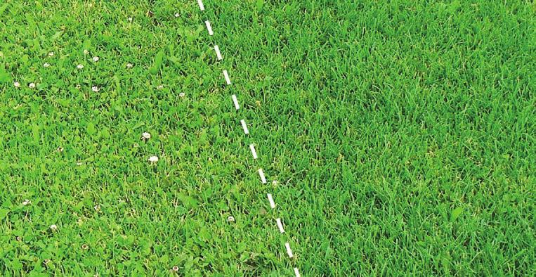 Figure 8. Before applying insecticides, make sure to remove all weeds first. Pollinators may be attracted to flowering weeds.