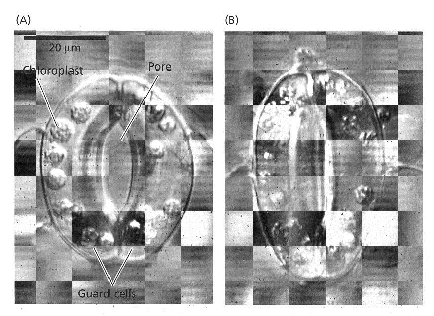 What determines when/how stomatal open?? Open and closed stomata of Vicia faba.