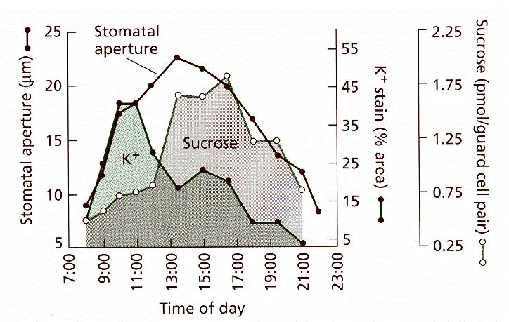 Stomatal aperature is regulated by many internal and external factors: External: epidermal cell turgor apoplast ph N-nutrition xylem ABA cytokinins PAR Blue light Vapor pressure deficit CO 2