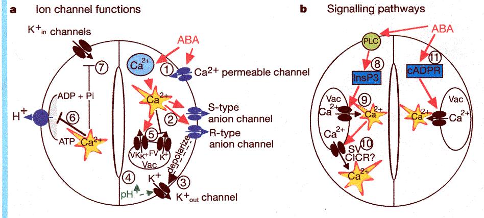 Cytoplasmic Ca 2+ mediates ABA-induced turgor loss in guard cells J. Schroeder, et al.
